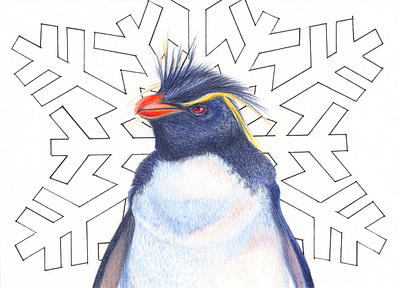 The Penguin animal arctic colored pencil illustration ink penguin portrait traditional media wildlife