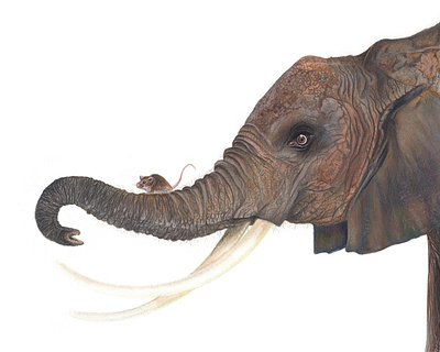 Strength and Cunning animal colored pencil cunning elephant illustration mouse portrait strength traditional media wildlife