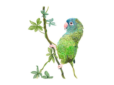 Negan, the Blue-Crowned Conure animal birds blue crowned conure colored pencil conure illustration jungle negan parrot pet pet portrait plants portrait traditional media tropical vine wildlife