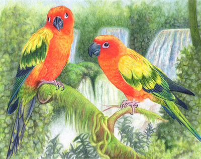 Rest in Paradise animal birds colored pencil conures heaven illustration in loving memory jungle memorial paradise parrots pet portrait portrait rainbow bridge rainforest sun conures traditional media wildlife