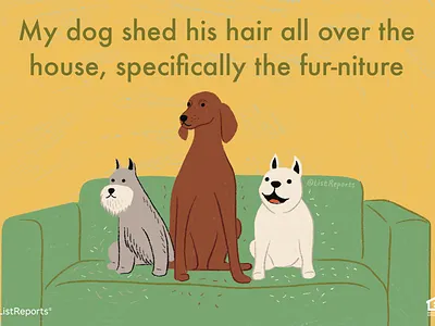 Doggos animals couch dog dogs illustration pets