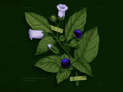 botanical berry botanical deadly design flower flowers herb herbarium herbs illustration leaves magic plant plants poison poisonous trippy witch witchcraft witchy