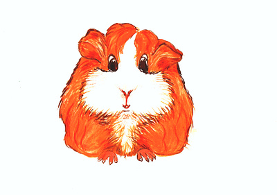 Заморская свинка branding design graphic design illustration logo морская свинка смешные животные украина цифровая иллюстрация