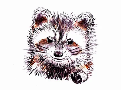 Привет от Енотика branding design graphic design illustration logo енот смешные животные украина цифровая иллюстрация