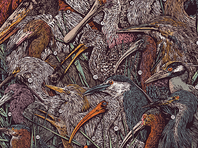 Wading Birds of North America birds egret heron ibis illustration