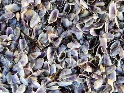 seashells photo sea seashells