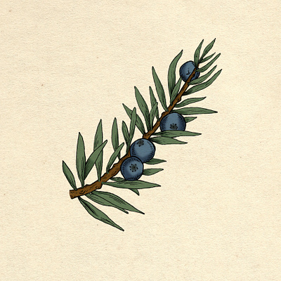 Juniper botanical cocktail drawing editorial genevrier gin green illustration juniper nature plant