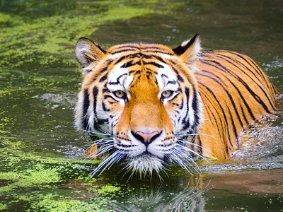 Eyes of the tiger affinity photoediting tiger