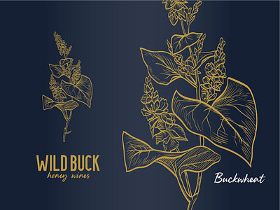 Buckwheat Illustration digital illustration drawing flower flowers graphic design illustration line work scientific illustration sketch vector art