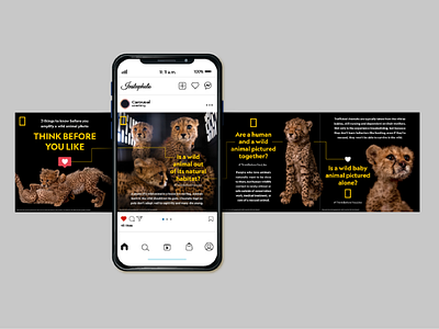 Instagram Carousel animals branding carousel cheetah design graphic design ig post instagram posts social social media social posts