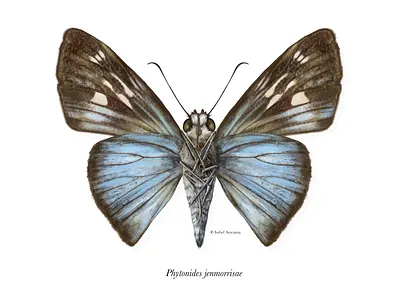 Editorial illustration for The Nature Conservancy Magazine affinity designer affinity photo alas amazon butterfly entomology insect insecto lepidoptera mariposa naturalistic illustration nature realistic illustration science scientific illustration skipper wings