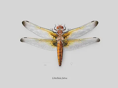 ♀ Scarce chaser (Libellula fulva) affinity designer affinity photo dragonfly insect insecto libellula libelula libelula fulva naturalistic illustration odonata realistic scarce chaser scientific illustration