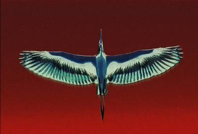 Is it a bird, is it a plane, an egret, heron, or crane? audio crane egret heron illustration noise shunte88 vector