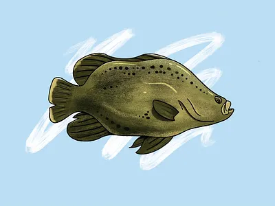 Tripletail fish fishing ocean saltwater tripletail