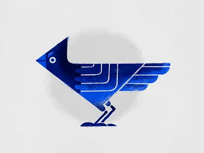 Stellar's Jay animal bird birdwatcher blue character corvid creature crow feather flight fly jay nature orinthology pacific northwest pnw raven stellars jay wildlife wings