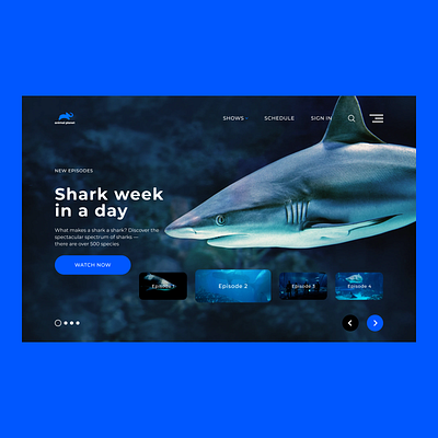 Shark animal animal planet figma landing landing page shark tilda ux ui web design web designer