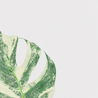 Monstera leave illustration illustration watercolor procreat watercolor illustration