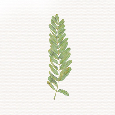 Fern illustration illustration watercolor procreat watercolor illustration