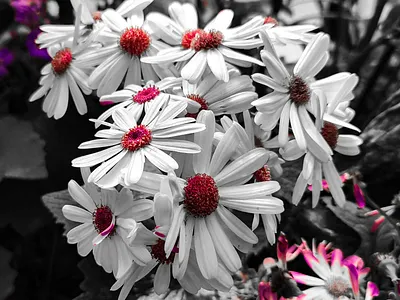 Color Grading color grading flower lightroom photography photoshop