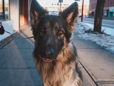 Dogs in YYC - Pet Photography pet photography photography