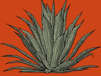 Agave hand drawn illustration procreate texas