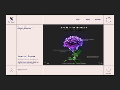White Roses design flowers ilo chani rose ui web concept web design webdesign