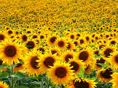 Yellowfield - Gianluca Ieva branding design drawing graphic design illustration logo photoshop vector