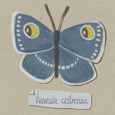 Vanessa Cestrensa: a Fictional Butterfly butterfly cheshire cat collection creature creepy cute digital entomology eyes eyespot fictional funny illustration imaginary animal imagination insect mimicry smile smiling weird