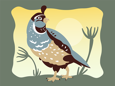 Quail birds california illustration illustrator outdoors quail state bird vector