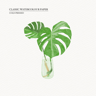 Plant illustration illustration watercolor procreat watercolor illustration