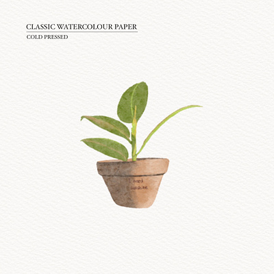 Plant illustration illustration watercolor procreat watercolor illustration