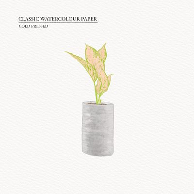 Plant illustration illustration watercolor procreat watercolor illustration