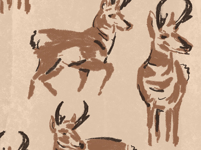 Pronghorn Sketches animals drawing great plains hand drawn illustration joe horacek little mountain print shoppe midwest procreate pronghorn sketch