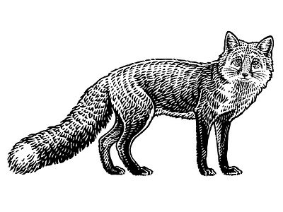 Fox animals black and white engraving etching illustration retro vintage
