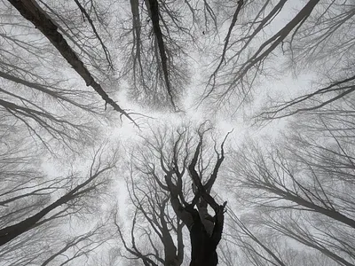 Sabaduri Forest forest georgia spooky whimsical