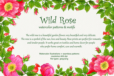 Wild Rose design graphic design illustration акварель акварельная иллюстрация