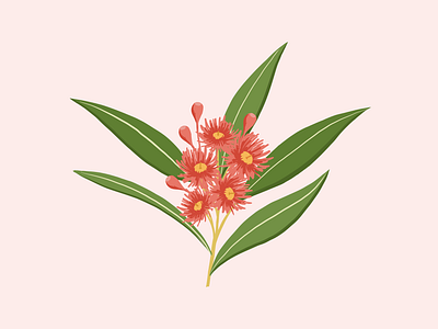 Red Gum Blossom - Vector Illustration adobe fresco australian flowers gum blossoms illustration red flowers vector