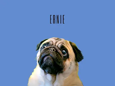 Custom Created Cartoon Effect Pet Portrait: Ernie app branding design graphic design illustration logo typography ui ux vector