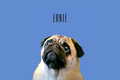 Custom Created Cartoon Effect Pet Portrait: Ernie app branding design graphic design illustration logo typography ui ux vector