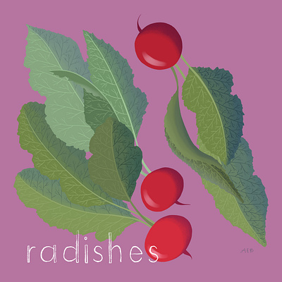 radishes food illustration illustration radishes vegetable vegetable illustration vegetables
