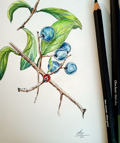 Fall botanical fine art illustration nature watercolor pencils