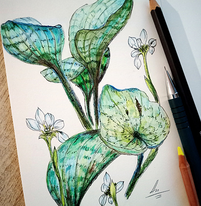 Spring botanical fine art floral flowers illustration nature watercolor pencils
