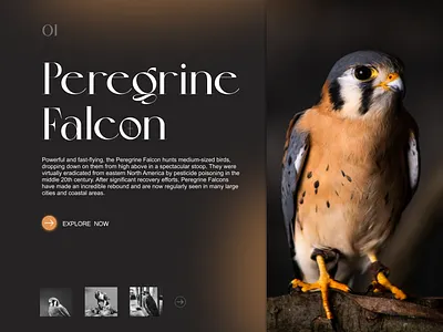 Wildlife website Landing page branding design graphic design typography ui ux