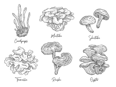 Mushrooms drawings for supplement company drawing graphic graphic design hand drawn illustration mushroom oyster reishi shiitake vintage