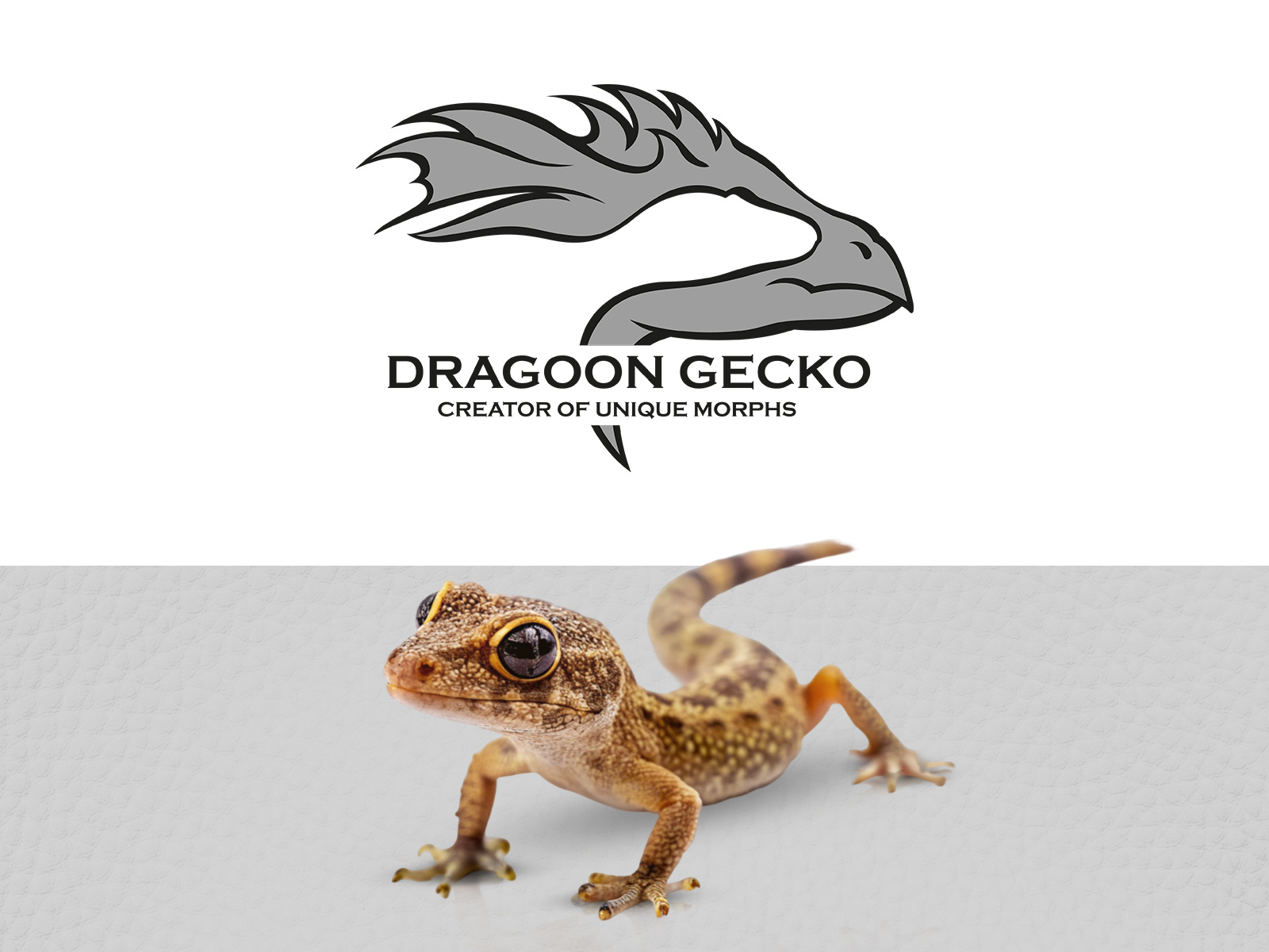 i Selter【AM】Praying Gecko Logo Browse thousands of Gecko Logo images for design inspiration
