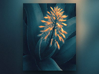 Aloe Vera aloe vera art bloom blue drawing glow illustration lamp light mystic nature night orange otherworld plants poster print prints shadow shop