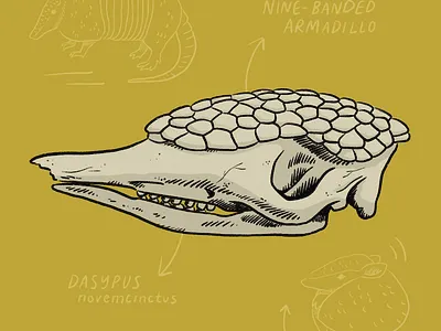 Armadillo skull art drawing illustration nature