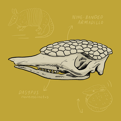 Armadillo skull art drawing illustration nature