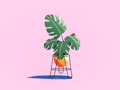 Planta 2d illustration art colourful design flat illustration illustration ladybug modern monstera pink plant procreate