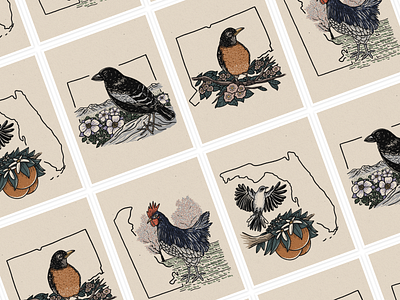 State Birds & Flowers american robin birds blue columbine blue hen colorado connecticut delaware design drawing florida flowers illustration lark bunting mountain laurel northern mockingbird orange blossom peach blossom